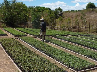 Les plantons